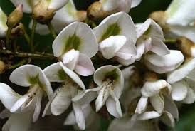 Image result for Craibia zimmermannii