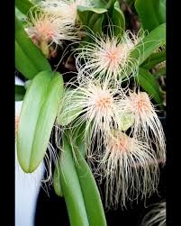 Image result for Bulbophyllum sp. nov