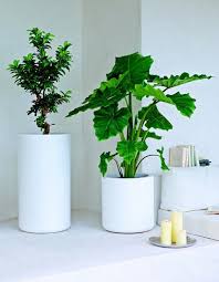 Feng Shui Pflanzen Fur Harmonie Und Positive Energie Im Wohnraum Pflanzen Dekor Zimmerblumen Indoor Pflanzen Dekor