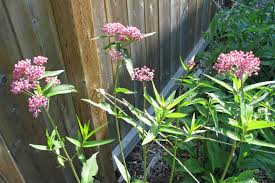 Raising Monarch Butterflies In Nw Ontario