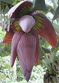 En existencia, diferentes marcas comerciales y. Pin On Flowers Fruits Seeds Pods Plants Fungi