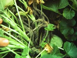 Image result for Eragrostis botryodes