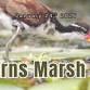Harns Marsh 5K