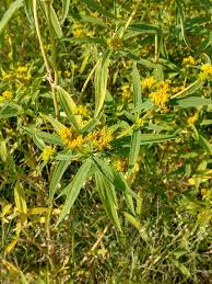 Image result for Flaveria bidentis