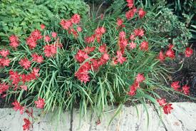 Image result for Hesperantha