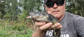 How to find out if Sipsey Fork water level is low enough for fishing?