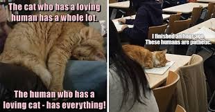 Submitted 1 hour ago by 1000_cats_. I Can Has Cheezburger Funny Cat Memes Funny Animals Online Cheezburger