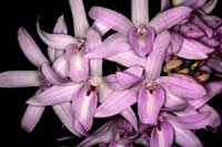 Image result for Polystachya bicarinata