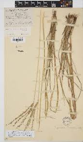 Image result for Trichopteryx marungensis