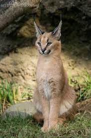 A member of this family is also called a felid (/ˈfiːlɪd/). Pin On Felines