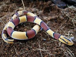 There can be some issues that arise for snakes if they were to eat spiders such as some of the spiders can be poisonous and cause issues for a snakes health. Juvenile Malaysian Bamboo Ratsnake Oreocryptophis Porphyracea Laticincta Rat Snake Snake Beautiful Snakes