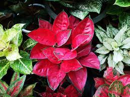 Pin On Aglaonema Hybrids Collection