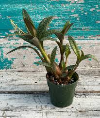 Image result for Ledebouria cordifolia