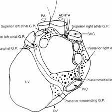We did not find results for: Drawing Of A Posterior View Of The Human Heart And Major Vessels Download Scientific Diagram