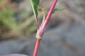 Image result for Persicaria decipiens