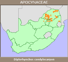 Image result for Diplorhynchus