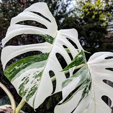 Mit ihren grünen, herzförmigen blättern strahlen sie selbst ohne blüte. Die Schonsten Ideen Fur Beeindruckend Grune Zimmerpflanzen