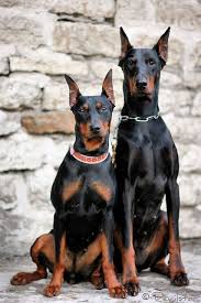 Use the search tool below and browse adoptable. Tequila Devvu Dog Breeds Beautiful Dogs Doberman