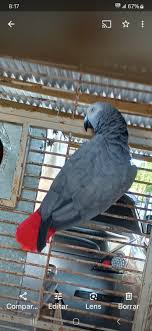 Yellow naped puerto rico