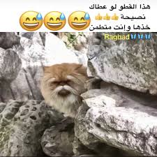 desertrose ههههه cute animals animals funny arabic