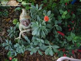 Image result for Kleinia fulgens