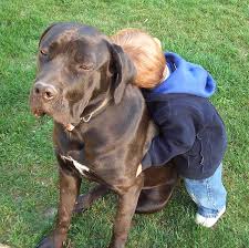 Garde d'animaux en famille ou à domicile, visites et promenades d'animaux en france. Le Chien Gardien Des Infections Du Bebe Enviro2b
