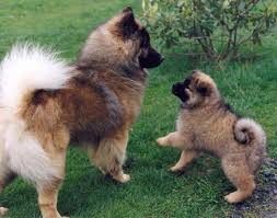 ● easy searching and secure buying. Eurasier Farben Wolf Sable