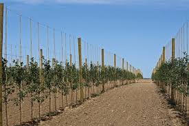 By the end of the planting year, growers will have invested more than $17,000 per acre to get the site ready, plant trees and sod, install trellis and trickle irrigation, and keep weeds, insects and disease under control. Orchards Of The Future Good Fruit Grower