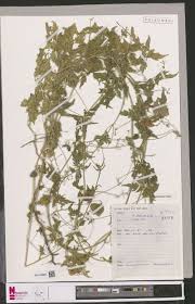 Image result for Tapinanthus erectotruncatus