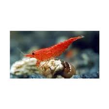 canli petshop kiraz karides 2 adet 1 2 cm fiyati