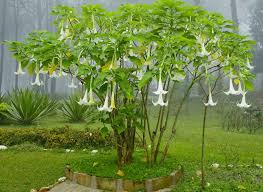 Image result for Brugmansia