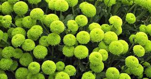 We did not find results for: What Flower Colours For A Get Well Soon Flower Bouquet Gift Florist Near Toronto On Flower Delivery Near Me North York