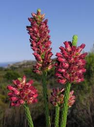 Image result for Afrocanthium salubenii