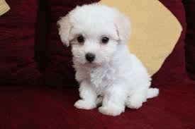 baby animals teacup puppies cute animals