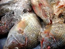 Image result for ikan nila