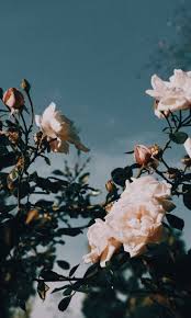 Image About Tumblr In Other By Haley On We Heart It Aesthetic Iphone Wallpaper Flower Aesthetic Flower Wallpaper