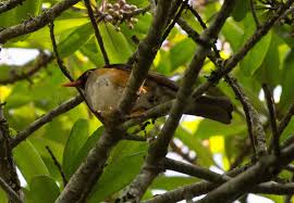 Image result for Canthium oligocarpum