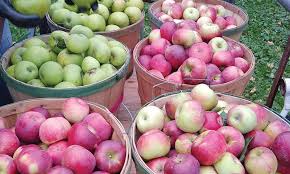 Best Pesticides For The Home Orchardist Kb Johnson S Nursery