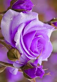Love Purple Beautiful Rose Flowers Purple Roses Purple Flowers