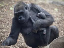 A Gorilla Holding Its Baby What A Kind Of Love Www Loveugandasafaris Com Baby Gorillas Gorilla Animal Behavior