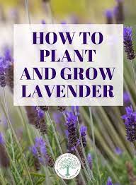 How To Plant And Grow Lavender The Homesteading Hippy Growing Lavender Lavender Plant Lavender Plant Care