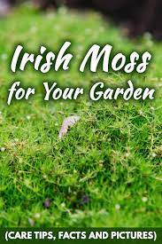 Here are our local landscapers' favorites. Irish Moss For Your Garden Care Tips Facts And Pictures Garden Tabs