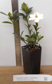 Image result for Gardenia
