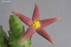 Image result for Piaranthus atrosanguineus