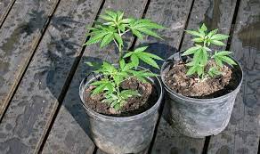 Growing Weed For Dummies: 10 Simple Steps To Get You Started