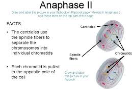 Asked feb 22, 2019 in biology by amoli ( 50.1k points) icse Meiosis Notes Meiosis Vs Mitosis Read Meiosis Creates