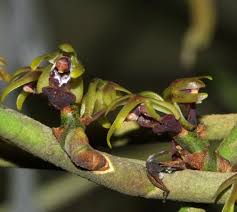 Image result for Nephrangis filiformis