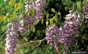 That wiki will be regular update. Wisteria Floribunda W Sinensis