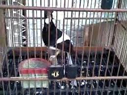 Untuk ciri cirinya mungkin bisa saja berbeda dengan yang admin sajikan. Burung Unik Meninting 29062013 Youtube