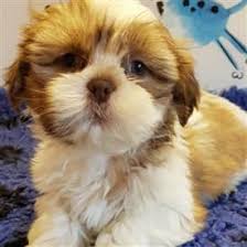 We did not find results for: Shih Tzu Age Progression Photos